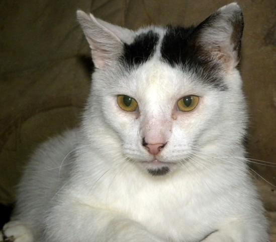 Obrazek
