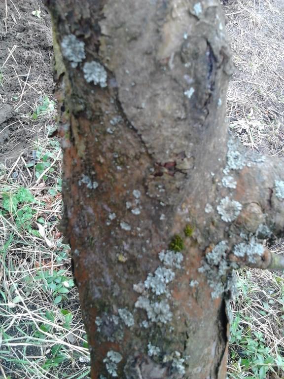 Zobacz Watek Choroby Drzew Owocowych Identyfikacja Ochrona Profilaktyka