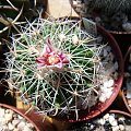 echinofossulocactus