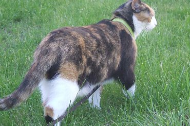 spacer z Lu #kot #koty #kwiatki #maj