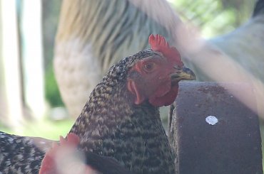 spacer z Lu #kot #koty #kwiatki #maj