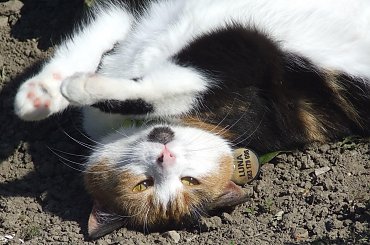 spacer z Lu #kot #koty #kwiatki #maj