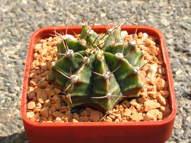 Gymnocalycium friedrichii