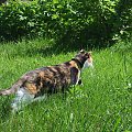 spacer z Lu #kot #koty #kwiatki #maj