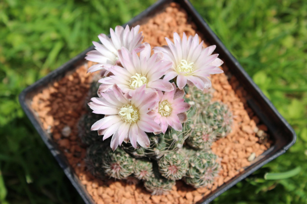 Gymnocalycium bruchii v. brigittae