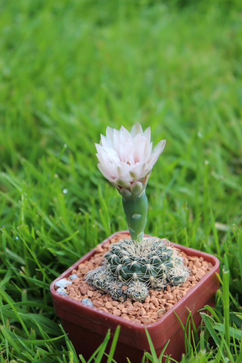 Gymnocalycium parvulum KL 239