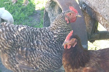 spacer z Lu #kot #koty #kwiatki #maj