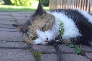 spacer z Lu #kot #koty #kwiatki #maj