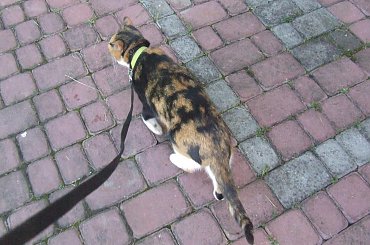 spacer z Lu #kot #koty #kwiatki #maj