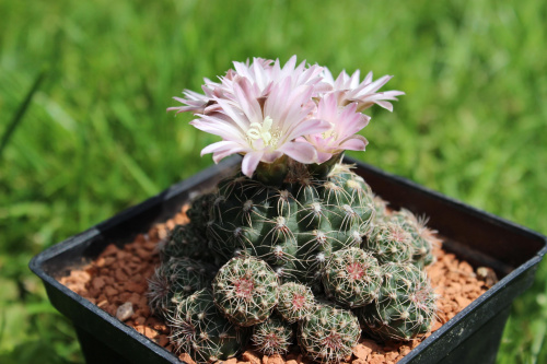 Gymnocalycium bruchii v. brigittae