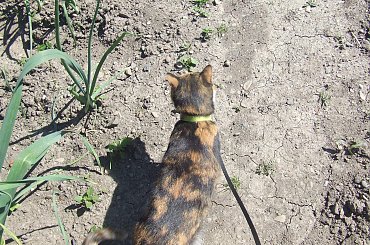 spacer z Lu #kot #koty #kwiatki #maj