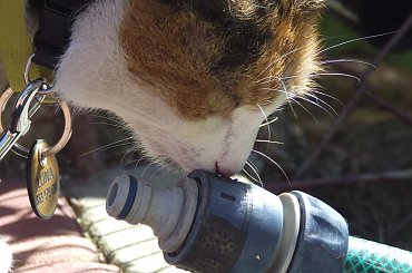 spacer z Lu #kot #koty #kwiatki #maj