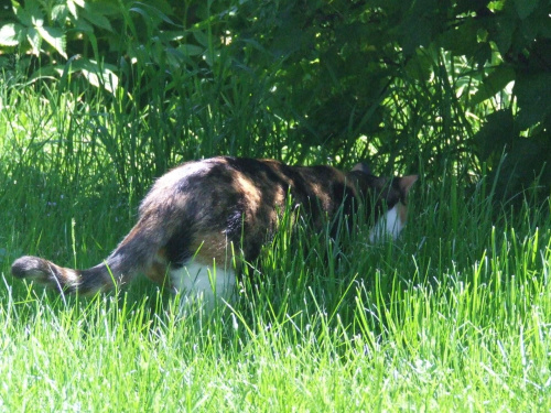 spacer z Lu #kot #koty #kwiatki #maj