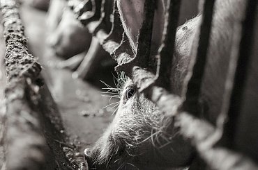 #świnia #prosiak #JedzącyProsiak