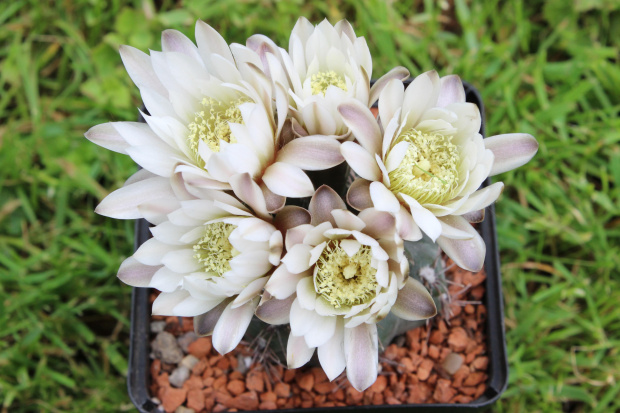 Gymnocalycium taningaense