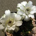 Gymnocalycium damsii