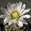 Gymnocalycium intertextum