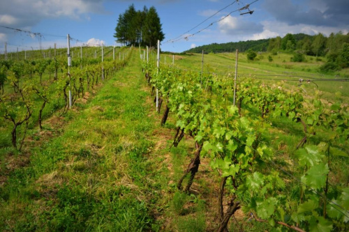 www.winnica-dolinasanu.pl, winnica dolina sanu, sanok, winnica, podparpackie, podkarpacie #podkarpacie #podparpackie #sanok #winnica #WinnicaDolinaSanu