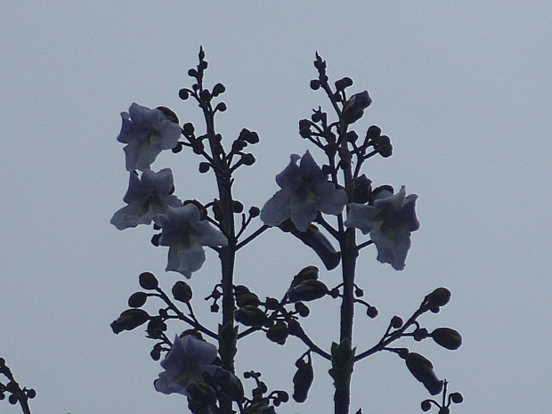 Paulownia