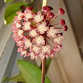 Hoya latifolia