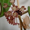 Hoya latifolia