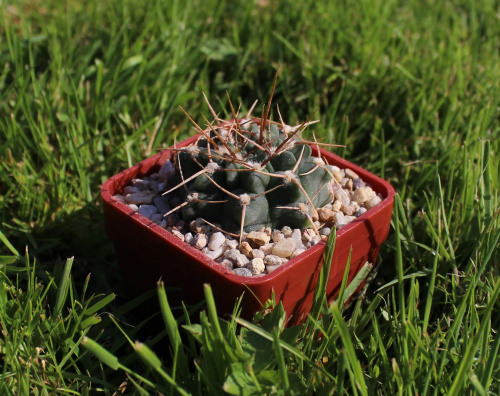 Gymnocalycium intertextum CH 1295