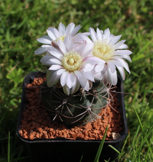 Gymnocalycium neuhuberii GN 77/1181