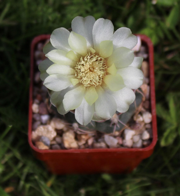 Gymnocalycium altagraciense STO 223