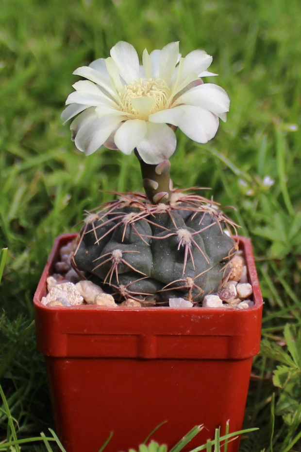 Gymnocalycium altagraciense STO 223