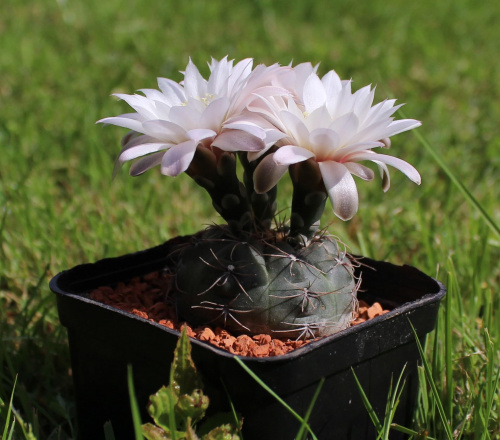 Gymnocalycium taningaense P 212