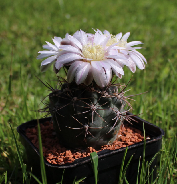 Gymnocalycium neuhuberii GN 77/1181