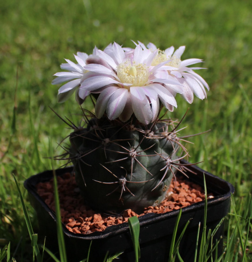 Gymnocalycium neuhuberii GN 77/1181