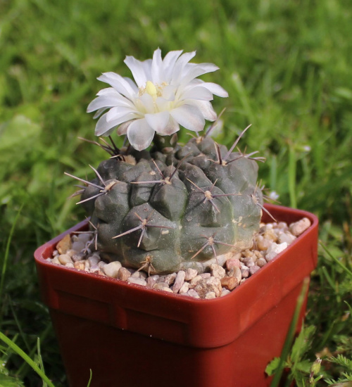 Gymnocalycium chubutense JPR 62/142