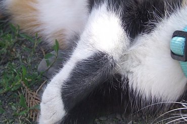 Lu #kot #koty #kwiatki #maj #popiół