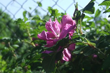 Lu #kot #koty #kwiatki #maj #popiół