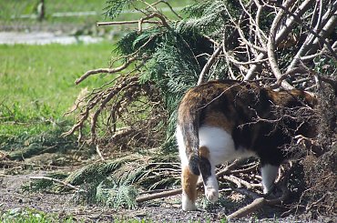 Lu #kot #koty #kwiatki #maj #popiół