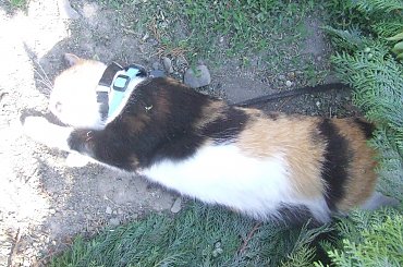 Lu #kot #koty #kwiatki #maj #popiół