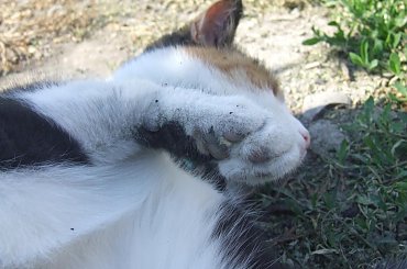 Lu #kot #koty #kwiatki #maj #popiół