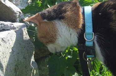 Lu #kot #koty #kwiatki #maj #popiół