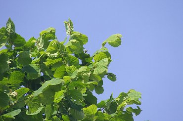 Lu #kot #koty #kwiatki #maj #popiół