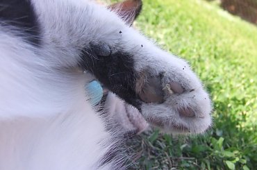 Lu #kot #koty #kwiatki #maj #popiół