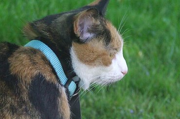 Lu #kot #koty #kwiatki #maj #popiół