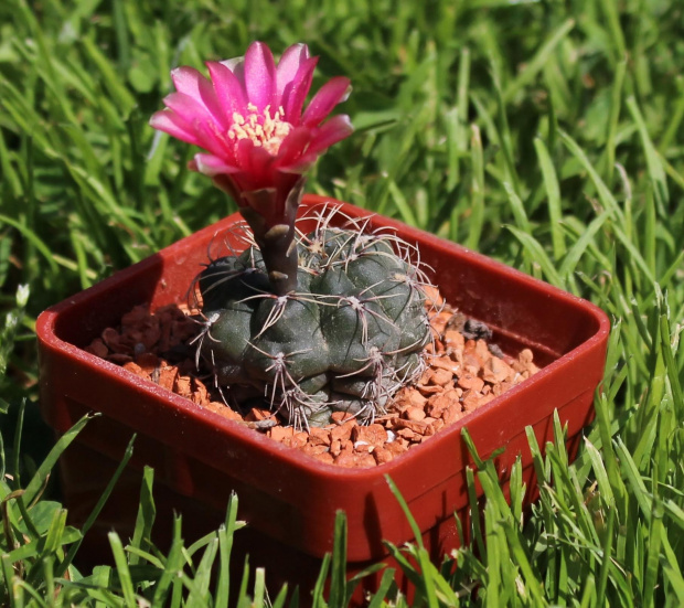 Gymnocalycium baldianum