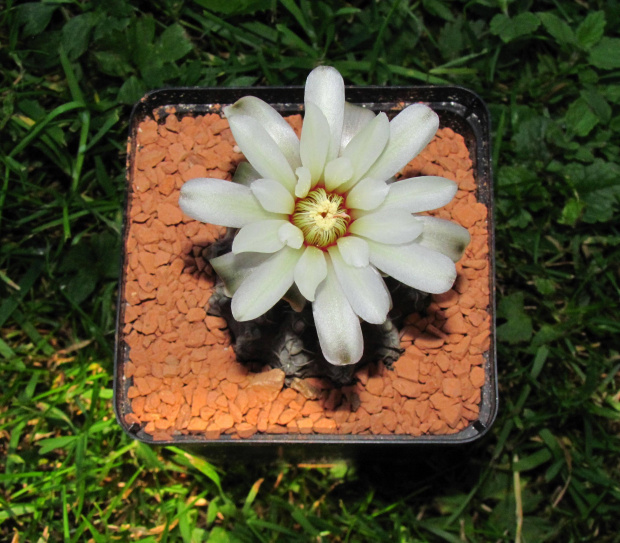 Gymnocalycium stellatum v. zantnerianum