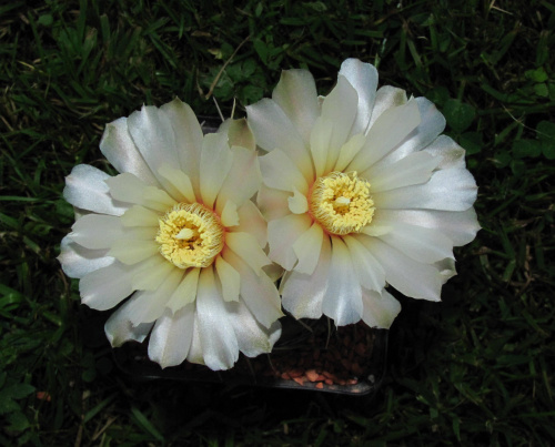 Gymnocalycium ochoterenae FB 742