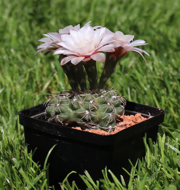 Gymnocalycium erinaceum v. paucisquamosum