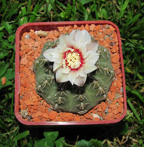 Gymnocalycium stellatum v. costatum STO 416/3