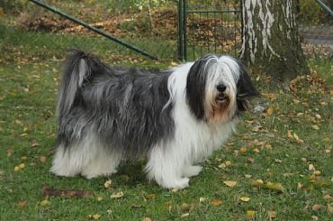 #PON #AmaCanem #Szczeniaki #hodowla