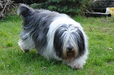 #PON #AmaCanem #szczeniaki #Szczenieta #hodowla #psy