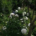 Shirley Temple #kwiaty #ogród #róże